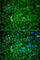 Histone Deacetylase 7 antibody, A7285, ABclonal Technology, Immunofluorescence image 