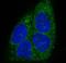 MYD88 Innate Immune Signal Transduction Adaptor antibody, M00025, Boster Biological Technology, Western Blot image 