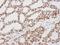 KAP-1 antibody, IHC-00072, Bethyl Labs, Immunohistochemistry frozen image 