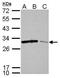 Stratifin antibody, GTX100801, GeneTex, Western Blot image 
