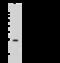 Ubiquitin D antibody, 107310-T34, Sino Biological, Western Blot image 