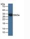 Enoyl-CoA Hydratase 1 antibody, LS-C374761, Lifespan Biosciences, Western Blot image 