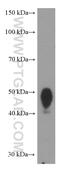 CD200 Molecule antibody, 66282-1-Ig, Proteintech Group, Western Blot image 