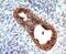 Cadherin 1 antibody, 33-574, ProSci, Immunofluorescence image 
