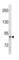 SUZ12 Polycomb Repressive Complex 2 Subunit antibody, abx034691, Abbexa, Western Blot image 