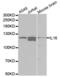 Interleukin 16 antibody, abx001463, Abbexa, Western Blot image 