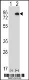 Homeodomain Interacting Protein Kinase 4 antibody, 62-680, ProSci, Western Blot image 