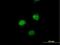 Sestrin 3 antibody, H00143686-B01P, Novus Biologicals, Immunofluorescence image 