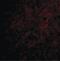 C1q And TNF Related 6 antibody, PA5-20155, Invitrogen Antibodies, Immunofluorescence image 