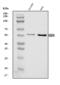 Heat Shock Transcription Factor 4 antibody, A04440, Boster Biological Technology, Western Blot image 