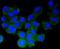 Synuclein Alpha antibody, NBP2-67537, Novus Biologicals, Immunofluorescence image 