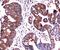 Heat Shock Protein Family A (Hsp70) Member 5 antibody, GTX16489, GeneTex, Immunohistochemistry paraffin image 