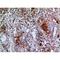 Apoptotic Peptidase Activating Factor 1 antibody, LS-C387145, Lifespan Biosciences, Immunohistochemistry paraffin image 