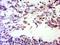 Serpin Family B Member 12 antibody, orb2070, Biorbyt, Immunohistochemistry paraffin image 
