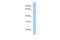 TOR antibody, 26-060, ProSci, Enzyme Linked Immunosorbent Assay image 