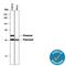 HtrA Serine Peptidase 2 antibody, AF1458, R&D Systems, Western Blot image 