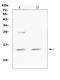 Secretory Leukocyte Peptidase Inhibitor antibody, A01682-1, Boster Biological Technology, Western Blot image 