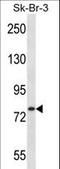 Rho GTPase Activating Protein 24 antibody, LS-C156470, Lifespan Biosciences, Western Blot image 