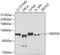 NEDD4 E3 Ubiquitin Protein Ligase antibody, GTX32745, GeneTex, Western Blot image 