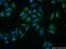 Apolipoprotein L2 antibody, 25925-1-AP, Proteintech Group, Immunofluorescence image 