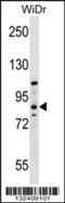 Protein Hook homolog 1 antibody, 56-868, ProSci, Western Blot image 