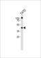 Retinoid X Receptor Alpha antibody, LS-B10701, Lifespan Biosciences, Western Blot image 