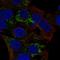 Acyl-CoA Dehydrogenase Short Chain antibody, HPA022271, Atlas Antibodies, Immunofluorescence image 