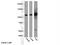 Kinesin Family Member 5B antibody, 21632-1-AP, Proteintech Group, Western Blot image 