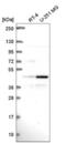 Phosphoprotein Membrane Anchor With Glycosphingolipid Microdomains 1 antibody, NBP2-56541, Novus Biologicals, Western Blot image 