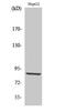 Pyridoxal Dependent Decarboxylase Domain Containing 1 antibody, A11375-1, Boster Biological Technology, Western Blot image 