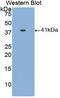 Apolipoprotein A2 antibody, LS-C292885, Lifespan Biosciences, Western Blot image 