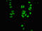 Chromobox 3 antibody, LS-C670307, Lifespan Biosciences, Immunofluorescence image 