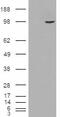 Secretion Associated Ras Related GTPase 1B antibody, 46-336, ProSci, Western Blot image 