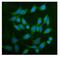 TBC1 Domain Family Member 4 antibody, A02004-3, Boster Biological Technology, Immunofluorescence image 