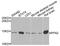 Profilin 2 antibody, abx123013, Abbexa, Western Blot image 