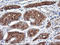 Glutamyl Aminopeptidase antibody, LS-C337558, Lifespan Biosciences, Immunohistochemistry frozen image 