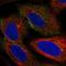 KIAA0417 antibody, HPA073244, Atlas Antibodies, Immunofluorescence image 