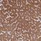 IQ Motif Containing D antibody, HPA048782, Atlas Antibodies, Immunohistochemistry paraffin image 