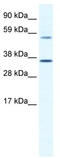 Mesoderm posterior protein 2 antibody, TA341794, Origene, Western Blot image 