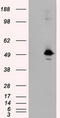 MTOR Associated Protein, Eak-7 Homolog antibody, TA500980, Origene, Western Blot image 