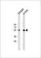 Lymphoid Enhancer Binding Factor 1 antibody, M00605-1, Boster Biological Technology, Western Blot image 