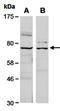 Killer Cell Lectin Like Receptor G1 antibody, orb67025, Biorbyt, Western Blot image 