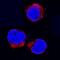 Interleukin 17 Receptor B antibody, MAB12073, Novus Biologicals, Immunofluorescence image 