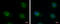 ERGIC And Golgi 3 antibody, GTX122511, GeneTex, Immunofluorescence image 