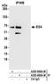 Etoposide-induced protein 2.4 homolog antibody, A305-689A-M, Bethyl Labs, Immunoprecipitation image 