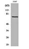 Netrin 1 antibody, orb161954, Biorbyt, Western Blot image 