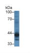 Cartilage Associated Protein antibody, abx130776, Abbexa, Western Blot image 