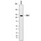 Zinc Finger MIZ-Type Containing 1 antibody, AF8107, R&D Systems, Western Blot image 