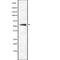 Frizzled Class Receptor 5 antibody, abx147393, Abbexa, Western Blot image 