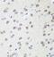 Sin3-associated polypeptide p18 antibody, FNab07596, FineTest, Immunohistochemistry frozen image 